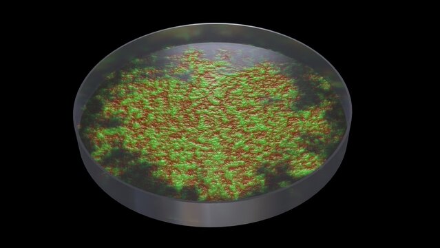 Bacteria growing in petri dish. Microbes reproducing in petri dish. Lab grown meat. Synthetic lab grown food. 3d render illustration isolated on black background.