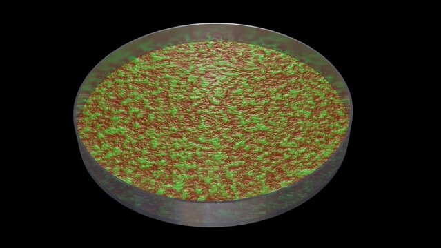 Bacteria growing in petri dish. Microbes reproducing in petri dish. Lab grown meat. Synthetic lab grown food. 3d render illustration isolated on black background.