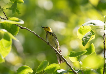 Obraz premium Black Throated Green Warbler