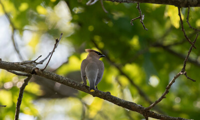 Obraz premium Cedar Waxwing