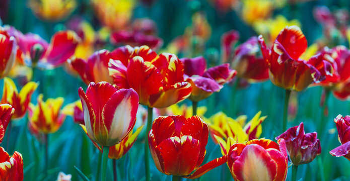 Vibrant Red and Yellow Tulips Blooming in Spring Garden