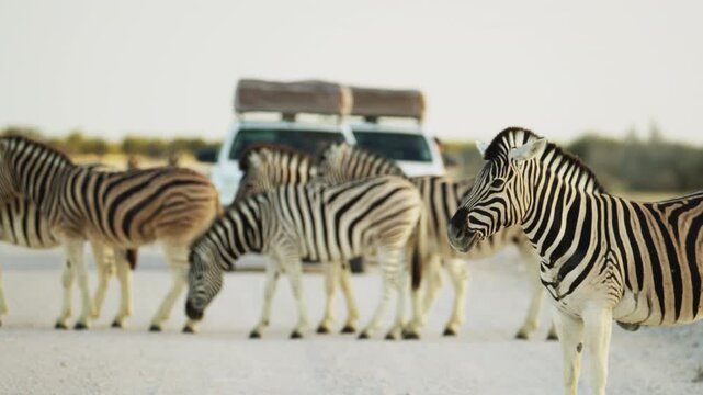 Closeup of herd of wild African zebra standing in savannah. People tourists looking at animals from jeep car. Wild animals of South Africa concept. Safari tourism. Wildlife of Tanzania. Serengeti park