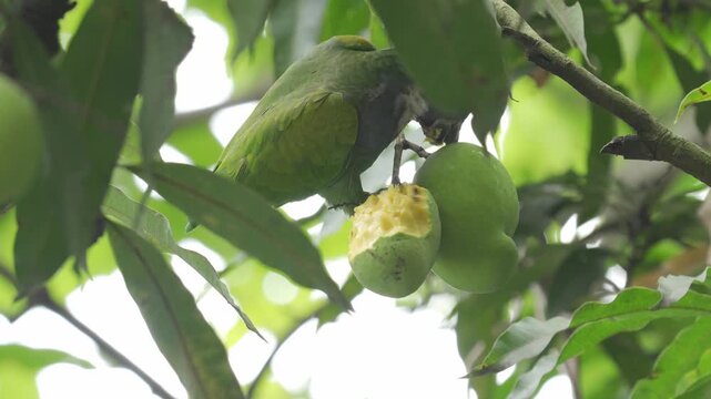 Loro cabeza azul juvenil (Pionus menstruus) aliment&aacute;ndose de un mango verde en un &aacute;rbol en Colombia. La escena muestra diferentes planos del ave mientras come el fruto.