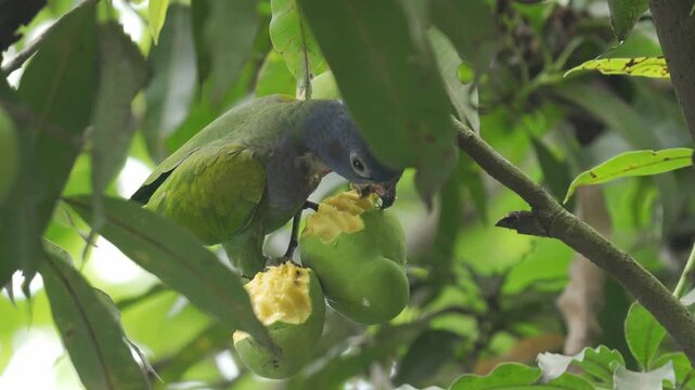 Loro cabeza azul juvenil (Pionus menstruus) aliment&aacute;ndose de un mango verde en un &aacute;rbol en Colombia. La escena muestra diferentes planos del ave mientras come el fruto.