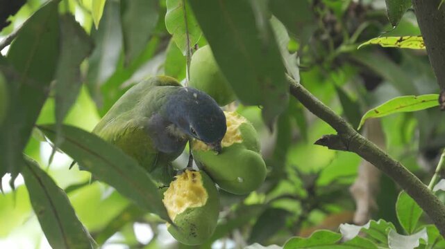 Loro cabeza azul juvenil (Pionus menstruus) aliment&aacute;ndose de un mango verde en un &aacute;rbol en Colombia. La escena muestra diferentes planos del ave mientras come el fruto.