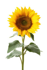 鮮やかな黄色のひまわりの花。植物や自然のイメージ素材に最適な一枚。