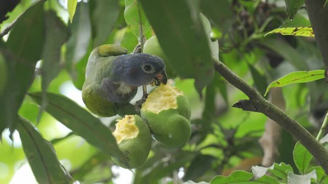Loro cabeza azul juvenil (Pionus menstruus) aliment&aacute;ndose de un mango verde en un &aacute;rbol en Colombia. La escena muestra diferentes planos del ave mientras come el fruto.