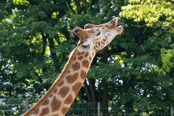 Giraffe extending its long neck towards green foliage in an outdoor setting