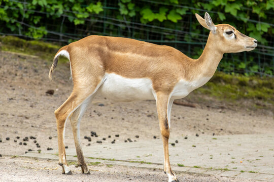 Antelope with light brown and white fur standing outdoors, showing wildlife conservation