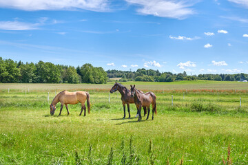 Naklejka premium Grass, farm and horses in countryside for grazing, livestock and agriculture with herd for nutrition. Eating, equine and animals at field on ranch with landscape, nature or diet for health outdoor