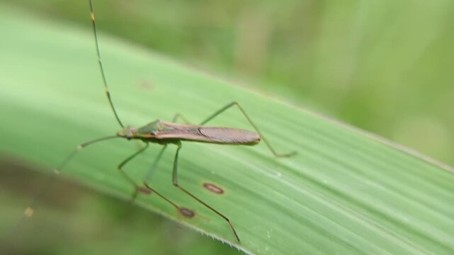 Rice sting bug (Leptocorisa acuta) on leaves, a pest that destroys young rice seeds by sucking liquids