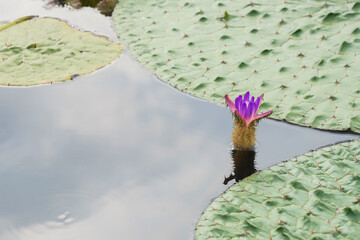 巨大な浮き葉の間で開花するオニバス © mina