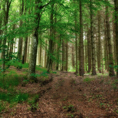 Fototapeta premium Background, environment and green with trees in nature for conservation, growth or sustainability. Landscape, outdoor and wallpaper with forest location in remote ecosystem for ecology or habitat