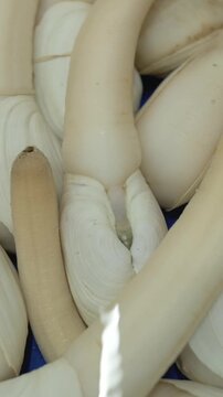 Vertical screen Long Siphons In Vibrant Market Setting. Smooth Shells And Tubular Bodies Showcased Under Water Light. Clams With Elongated Siphons And Glossy Shells Captured In Tranquil Aquatic