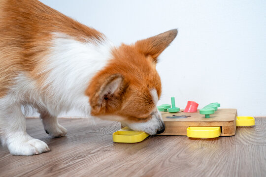 Corgi dog sniffing and solving a wooden interactive puzzle toy with colorful pegs and sliding compartments on a laminate floor, close view of nose work enrichment game indoors for mental stimulation