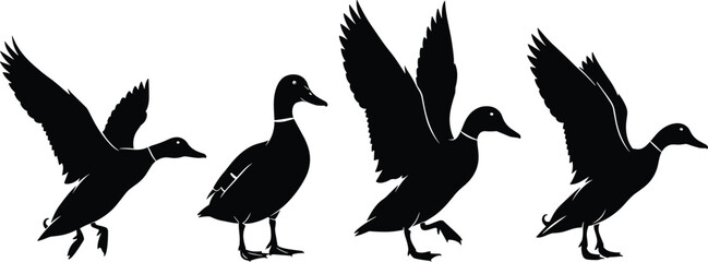 Naklejka premium Set of four mallard duck silhouettes in flying and standing poses, black water bird icons isolated on white background, wildlife, nature.