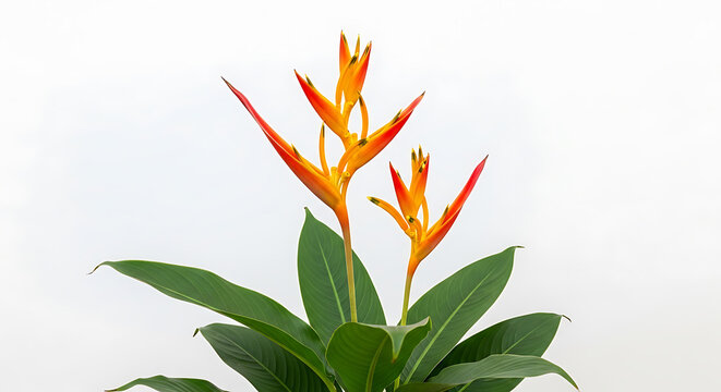Three vibrant heliconia flowers with lush green leaves on transparent background