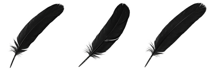 Fototapeta premium Black feathers isolated on white background, crow bird plumage set, realistic 3d render wings decoration, dark raven color feather, organic soft texture asset