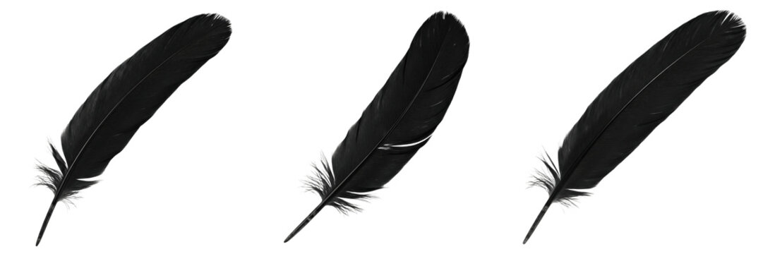 Black feathers isolated on white background, crow bird plumage set, realistic 3d render wings decoration, dark raven color feather, organic soft texture asset