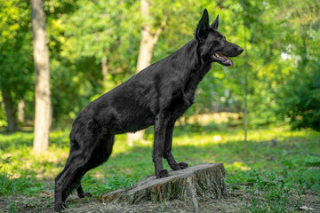 Fototapeta premium Black german shepherd dog standing with front paws on a tree stump in a green forest, alert ears and tongue out, side profile of athletic dog in natural light with background bokeh and watchful stance