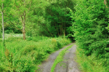 Fototapeta premium Nature, trees and path to forest in countryside, hiking route and wilderness retreat for eco tourism. Greenery, scenic landscape and dirt trail for trekking expedition, explore and woods in Denmark