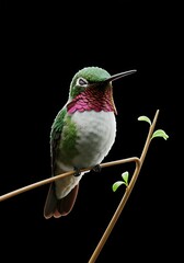 Fototapeta premium Hummingbird perched on a branch with green leaves against black background animal background animal poster background for poster