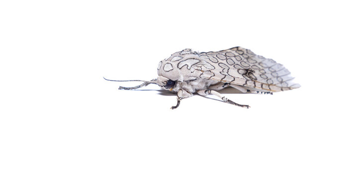 (Hypercompe abdominalis) Leopard Moth showing a rare pattern isolated on White Background, Argentina. Insect macro photography. Interesting wildlife. 

