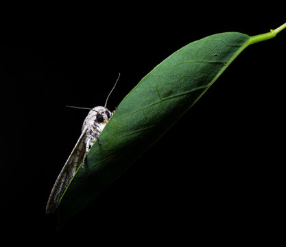 (Hypercompe abdominalis) Cute Leopard Moth Resting on a Green Leaf Against Black Background, Argentina. Macro insect photography. 