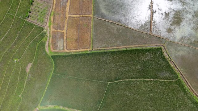 Top down aerial view of geometric rice field patterns and agricultural textures in rural Indonesia.