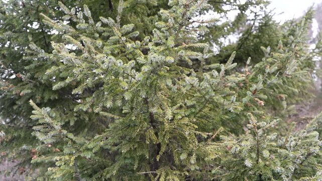 Spruce evergreen conifer branch needle tree forest green foliage woodland, dense needle texture, fresh bud, small cone, overcast sky, natural winter plant background, calm outdoor mood