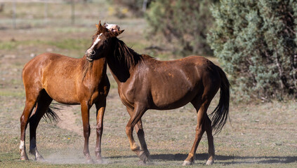 Obraz premium Wild Chestnut Stallions Biting and Fighting for Dominance in the Apache-Sitgreaves National Forest in North East Arizona United States