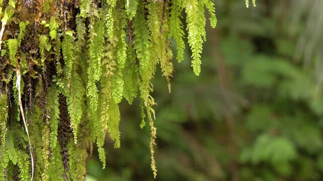 Lush Green Ferns and Moss Hanging Over a Tropical River Bank