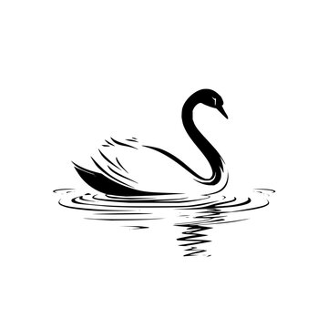 Elegant swan swimming in water vector illustration black and white graceful bird graphic design clip art image art