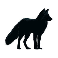 Obraz premium Black fox silhouette standing against a white background
