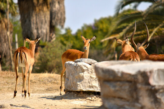 Group of female wild impalas in safari park, wildlife photography