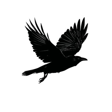 Black silhouette of a crow in mid-flight against white