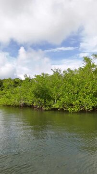 Lush Mangrove Forest Along Coastal Waters in the Republic of Palau