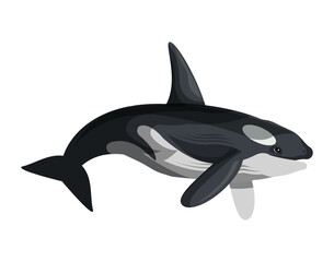 Obraz premium Killer Whale Orca Cartoon Vector Illustration