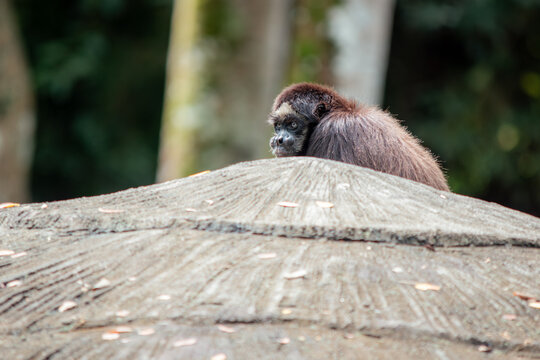 Spider monkey peeking over a textured concrete structure, watching its surroundings with focused blue eyes, showing natural curiosity and cautiousness