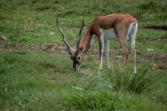 Blackbuck antelope, a majestic indian wildlife species with distinctive spiraled horns, grazing peacefully in its natural green habitat, embodying resilience and nature's beauty