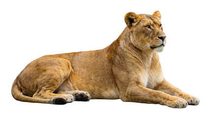 Obraz premium Majestic lioness resting peacefully, captured in a detailed full-body photograph isolated on a transparent background.