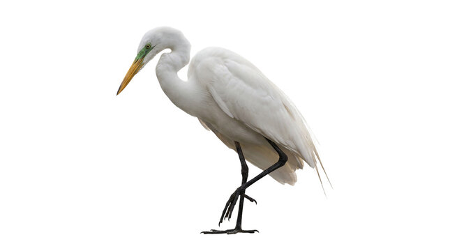 Majestic great egret bird captured in profile, standing gracefully, isolated on a transparent background.