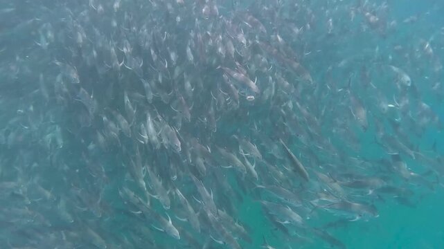 Huge school of horse mackerel swimming peacefully underwater