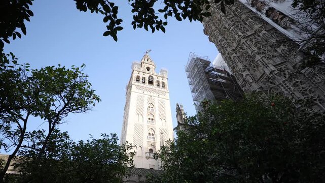 Upward pan shows the Giralda and Gothic facade in Seville, Spain, with scaffolding, orange trees, and bright daylight framed by leafy branches and pale stone.