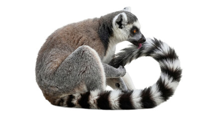 Fascinating ring-tailed lemur grooming its distinctive white and white striped tail, on a transparent background. © Irene