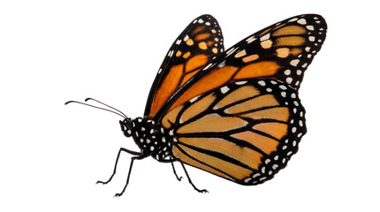 Fototapeta premium Vibrant monarch butterfly photograph, wings outstretched while isolated on a transparent background.