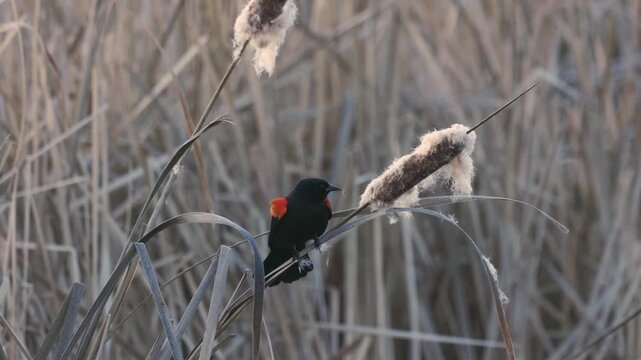 4k video with sound of a Red-wing Blackbird singing while perched on a cattail stalk then moving around and grabbing fluff from another cattail.