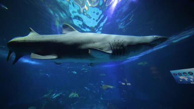 Spain indoor aquarium scene shows a sawfish like shark glide by the viewing pane as rays and schooling fish move below, with a world map display at lower right.