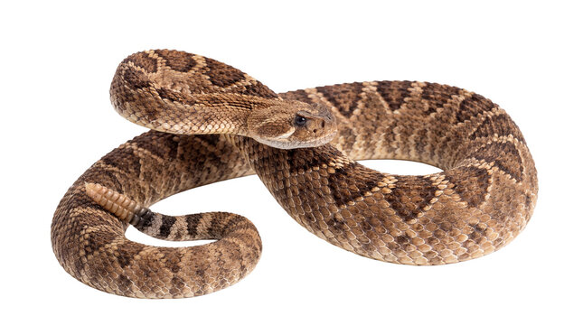 Striking close-up photograph of a coiled western diamondback rattlesnake.
