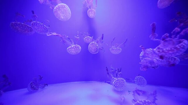 Groups of white spotted jellyfish drift and pulse upward in Spain, inside a curved tank with a pale floor and deep purple light, seen in a close up low angle shot.